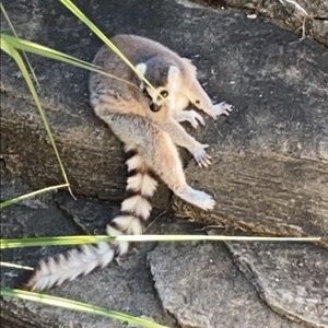 Meet your Posher, Carson